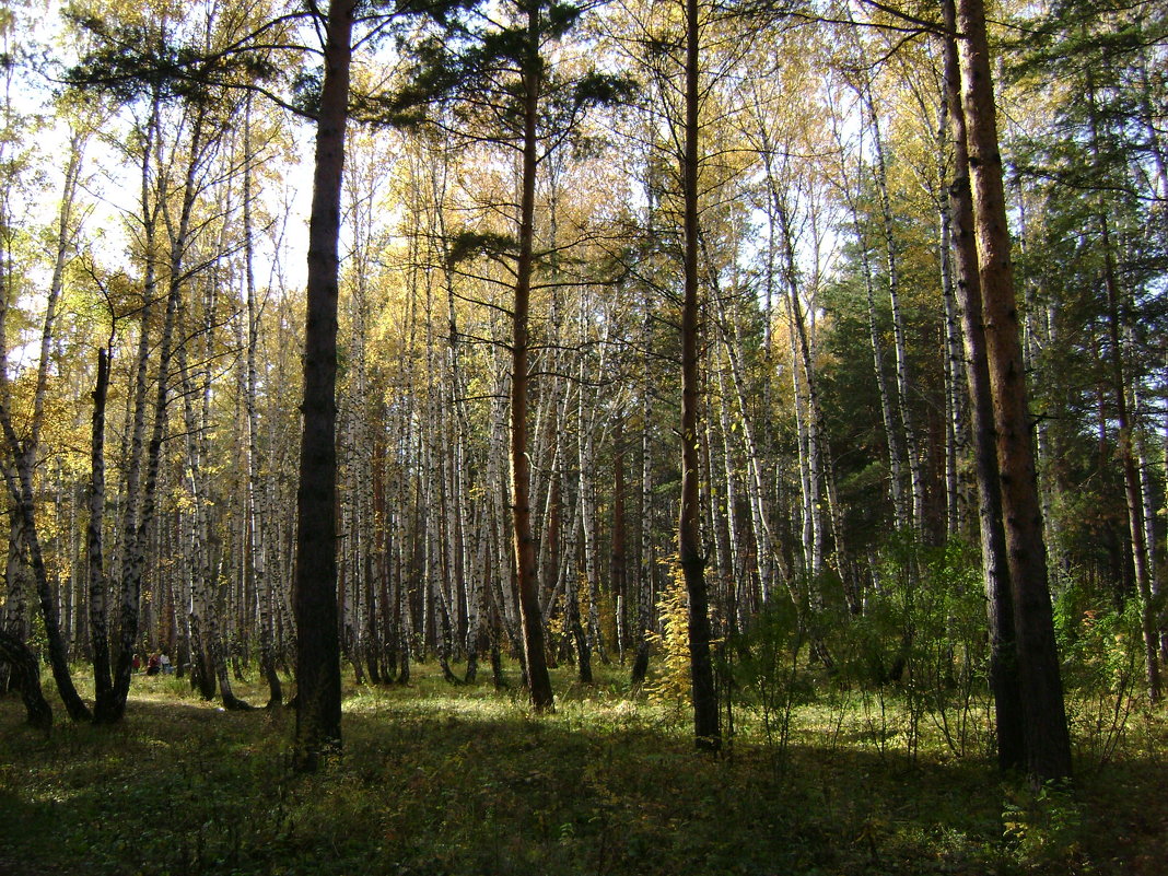 Осенний лес - Галина 