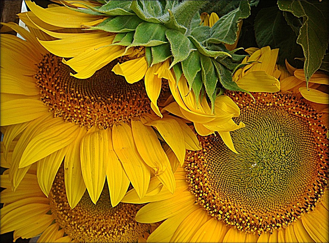 Ещё вчера их рисовало солнце тонюсенькими кистями лучей... - Нина Корешкова