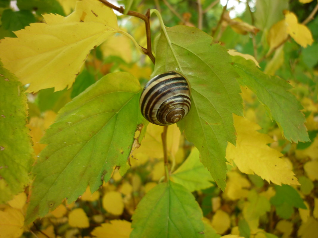 осень..... - Oxi --