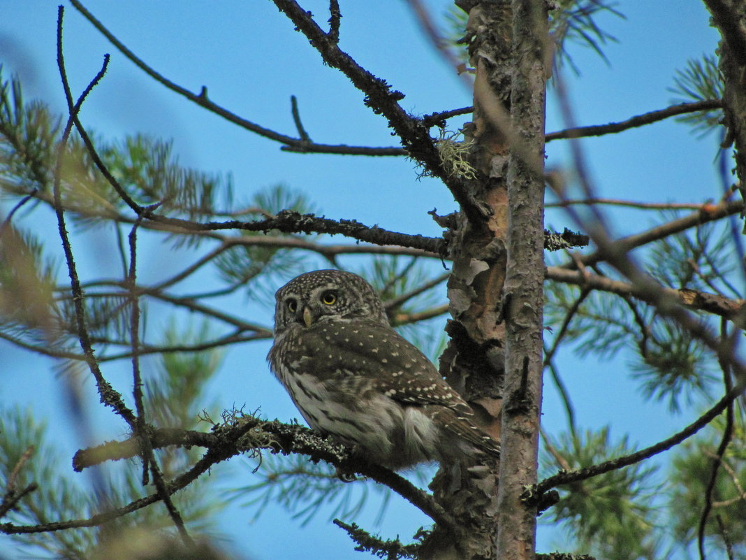 Фотосессия совы - Yury Kuzmič Фотосессия совы - Yury Kuzmič
