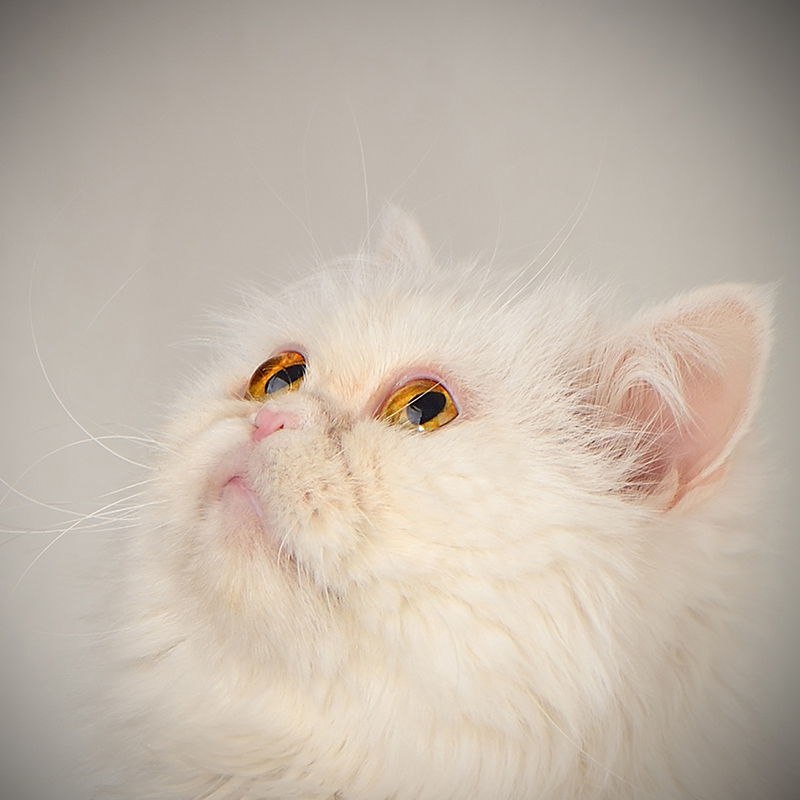 Ну возьми-и-и-те меня с собой... - Анатолий Тимофеев Ну возьми-и-и-те меня с собой... - Анатолий Тимофеев