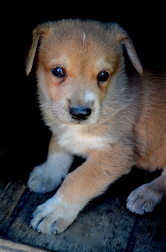 щенок - Victoria Pavlovskaya