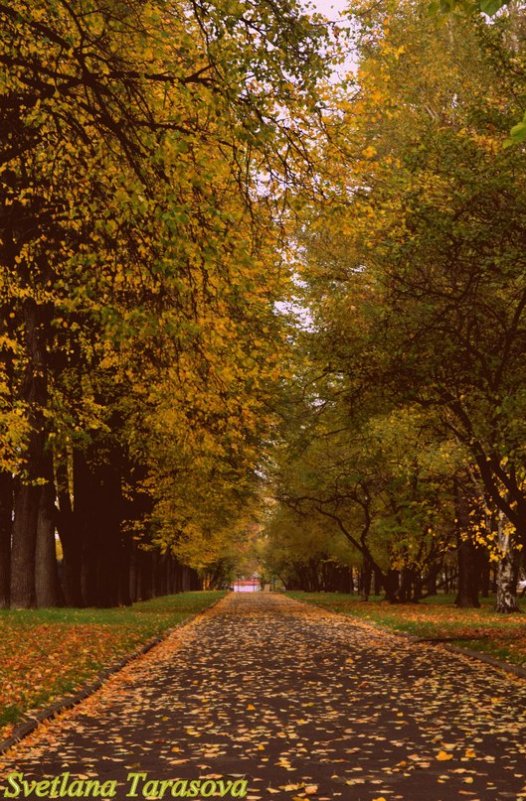 Осень в парке - Svetlana Tarasova