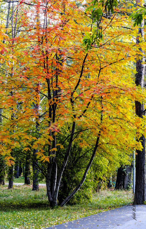 Осенняя рябинка.. - Дмитрий Багмет Осенняя рябинка.. - Дмитрий Багмет