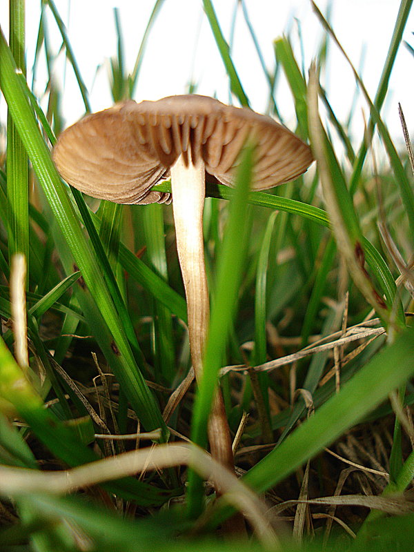 Грибные места - Галина 