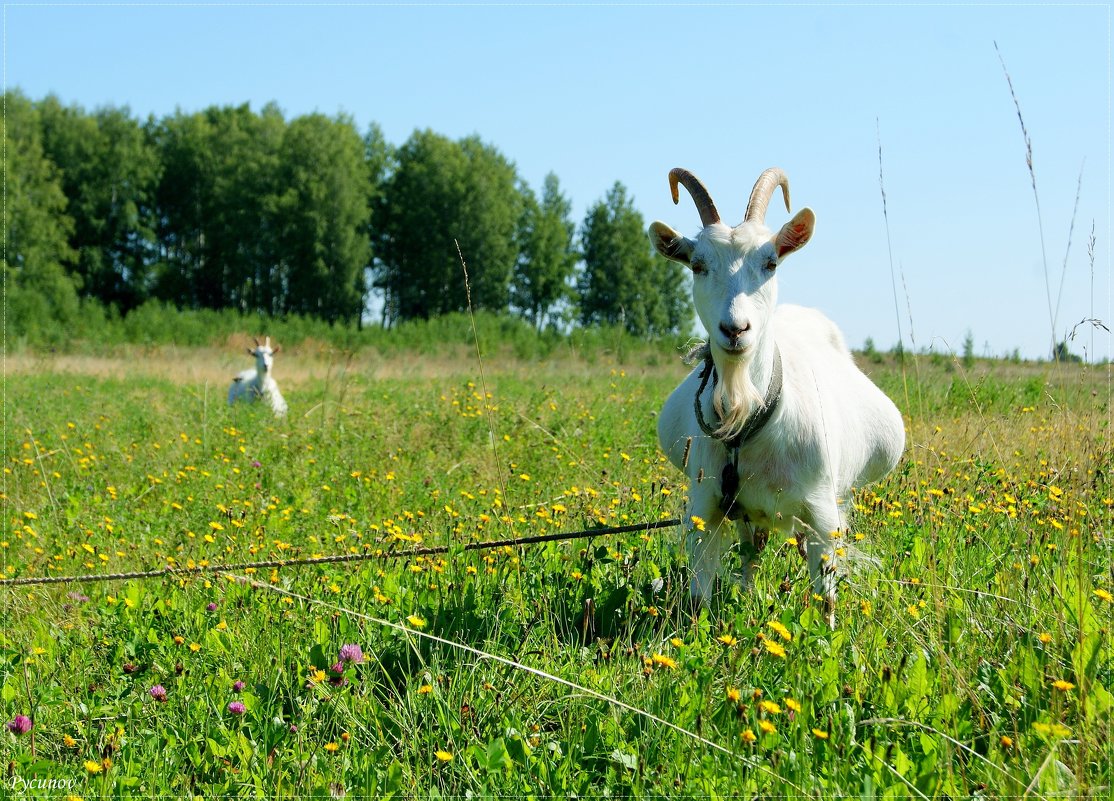 Козы. - Андрей Русинов Козы. - Андрей Русинов