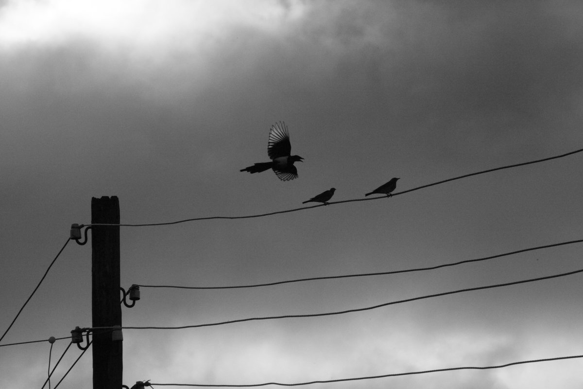 Третий лишний! - Сеня Полевской