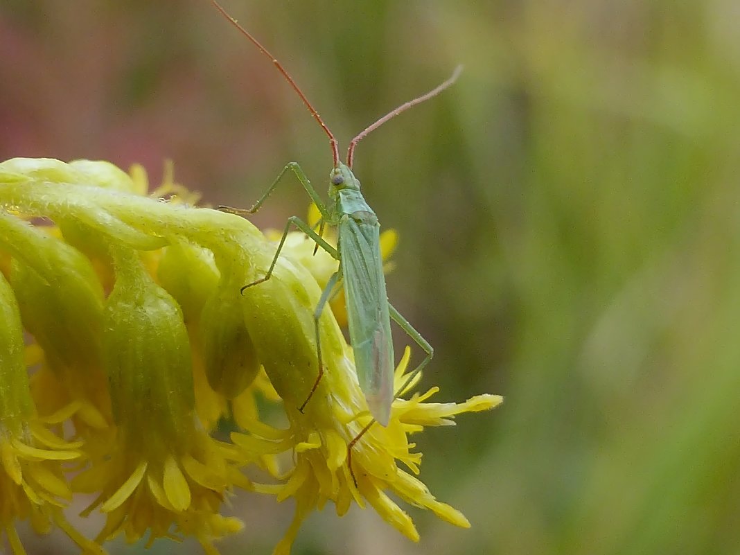 *** - Александр Теленков