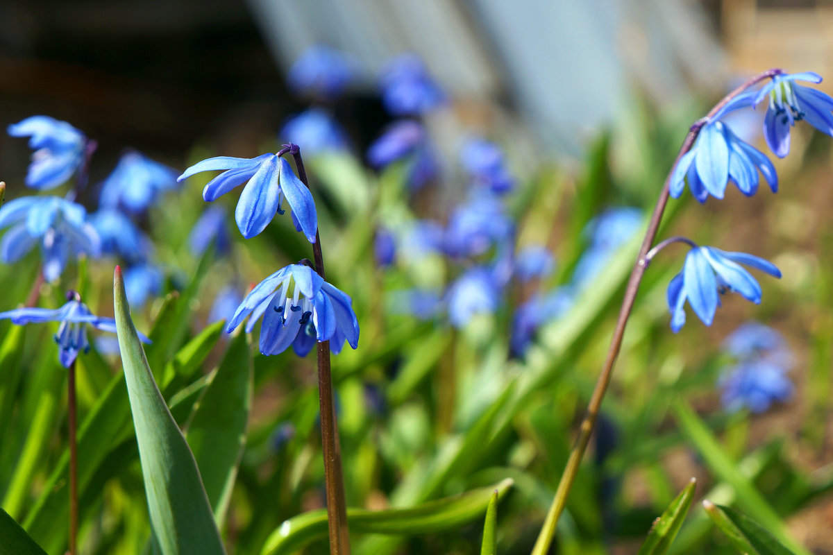 Небесно-голубые - Элен .