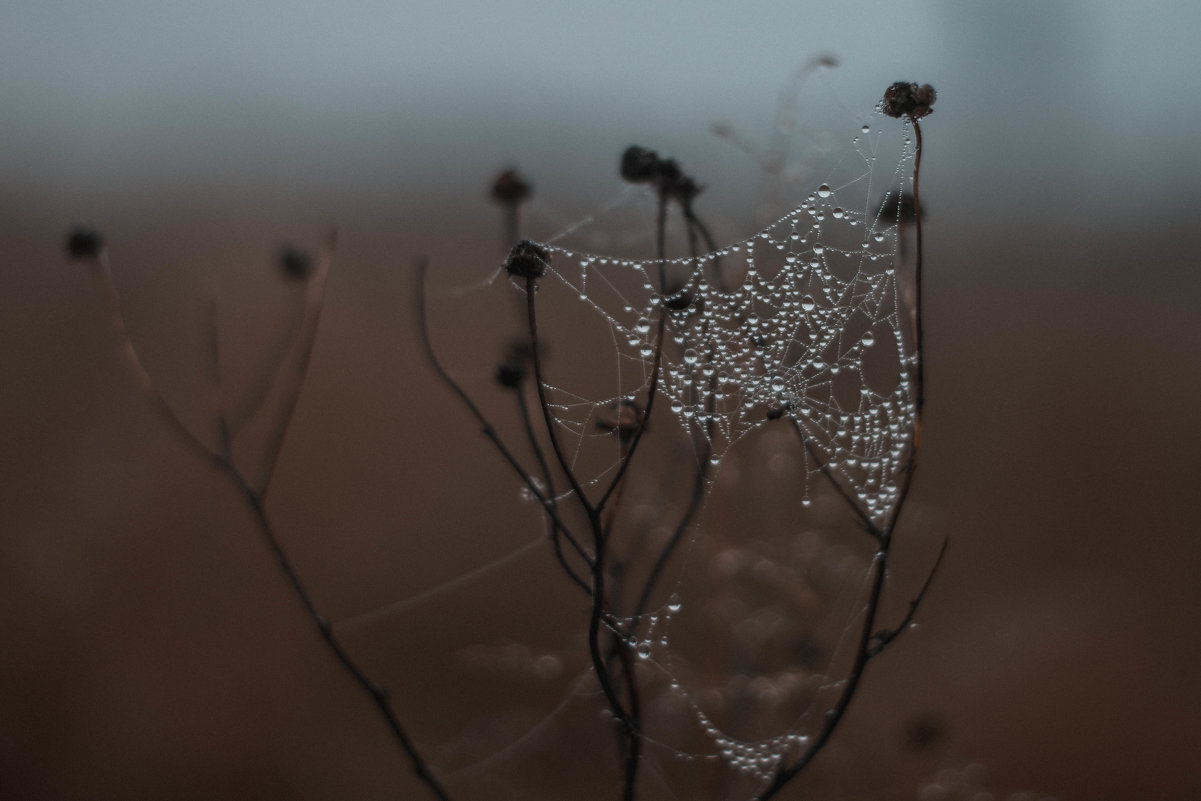 Туманная серия... - Наталия Полибина Туманная серия... - Наталия Полибина