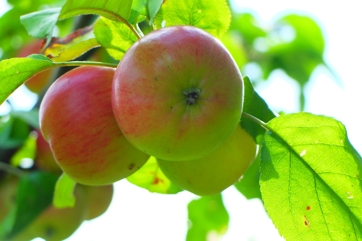 apple - Юля Чарановская