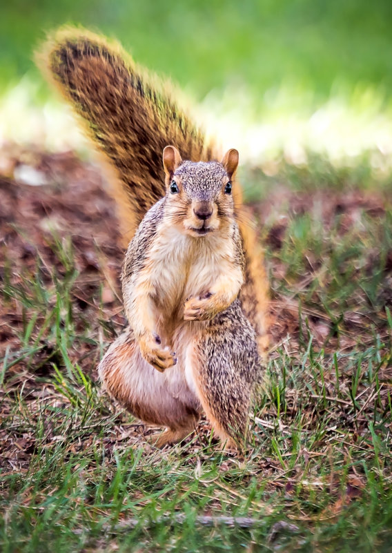 Let&#39;s fight - Alexandr Ghereg