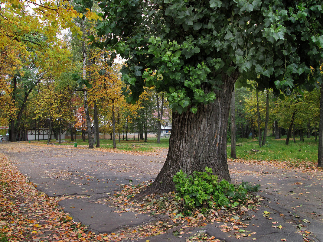 *** - Валентина Береснева