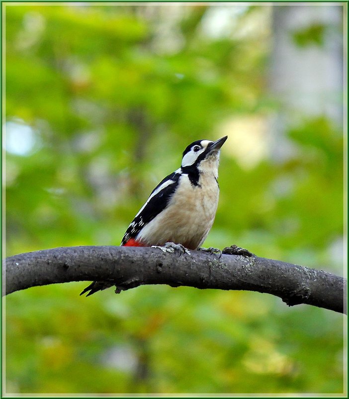 *** - Сергей Гончаров