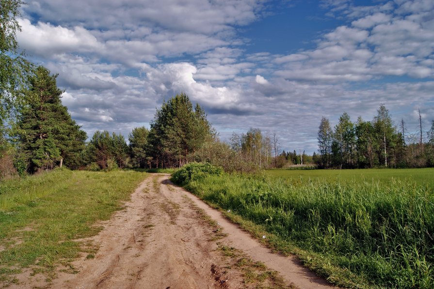 Дорога в маленький лесок - Наталья Гжельская