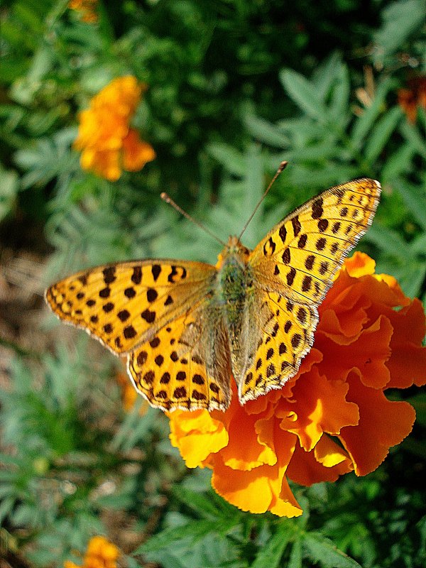 Летающие цветы - Галина Летающие цветы - Галина