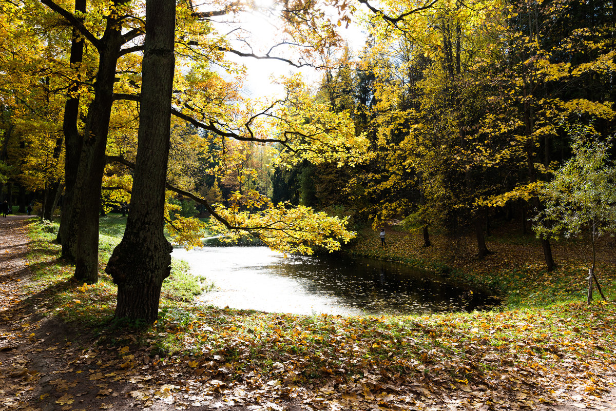 *** - Константин Шумихин