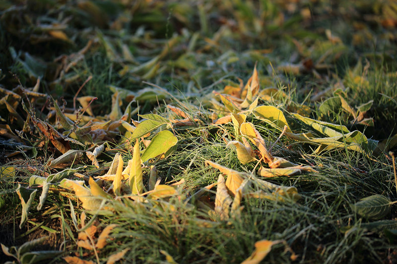 осень - Янгиров Амир Вараевич 