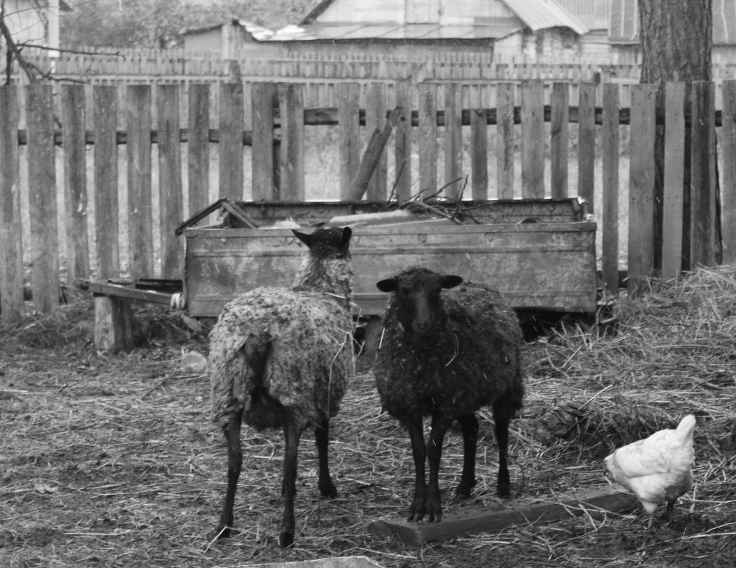 Овцы - Юлия Кологреева