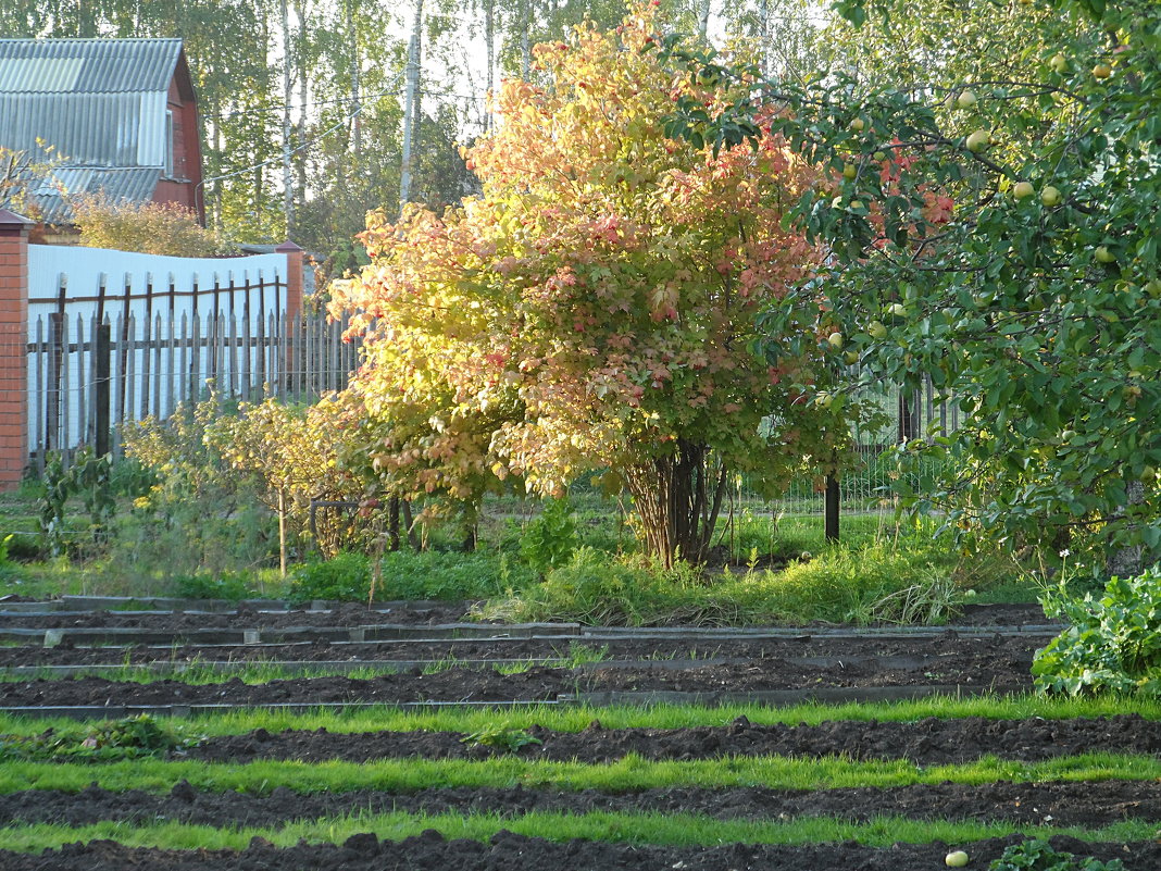 ...В огороде по гряде. Осыпаясь, пожелтели Солнца редкие лучи. - Галина ...В огороде по гряде. Осыпаясь, пожелтели Солнца редкие лучи. - Галина