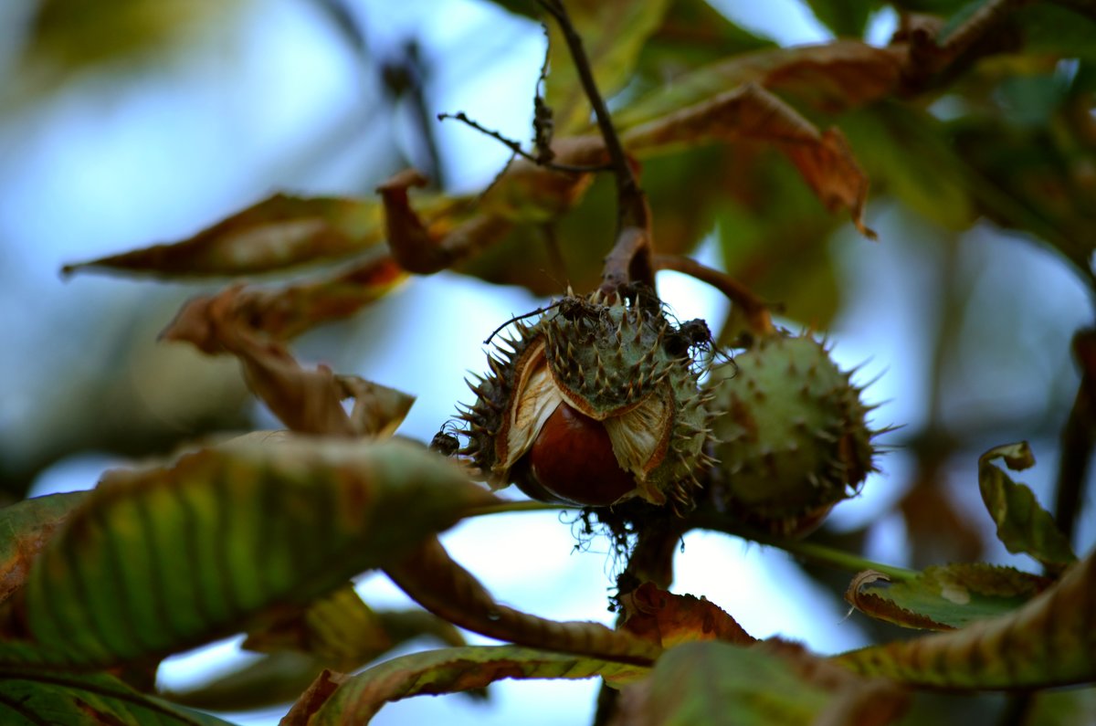 Созрели каштаны - Marina Timoveewa Созрели каштаны - Marina Timoveewa