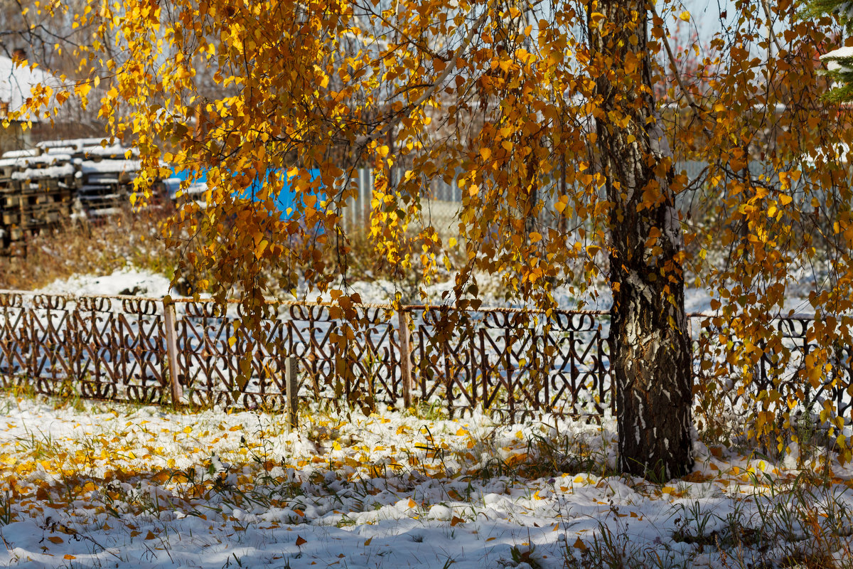 Первый снег - Светлана Медведева