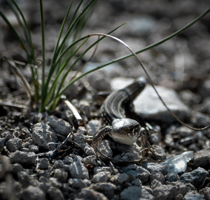 Ящерка - Ирина Кулагина