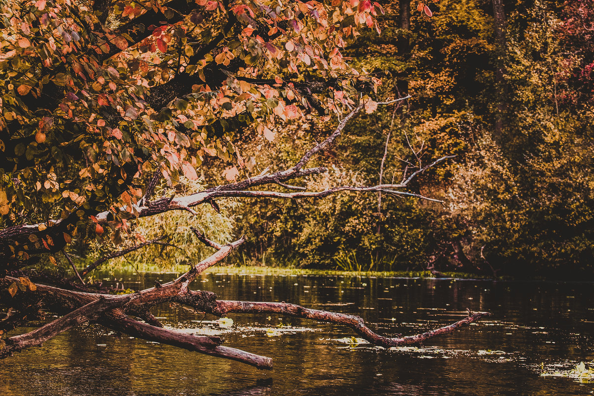 ** - Ирина Ицкова