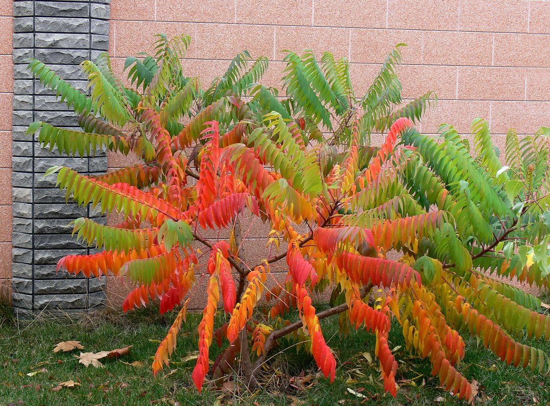 Разукрасился... - Татьяна Черняева Разукрасился... - Татьяна Черняева