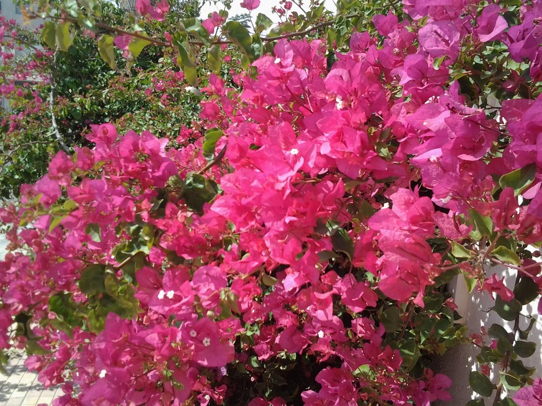 Октябрьское цветение бугенвиллии. - Жанна Викторовна