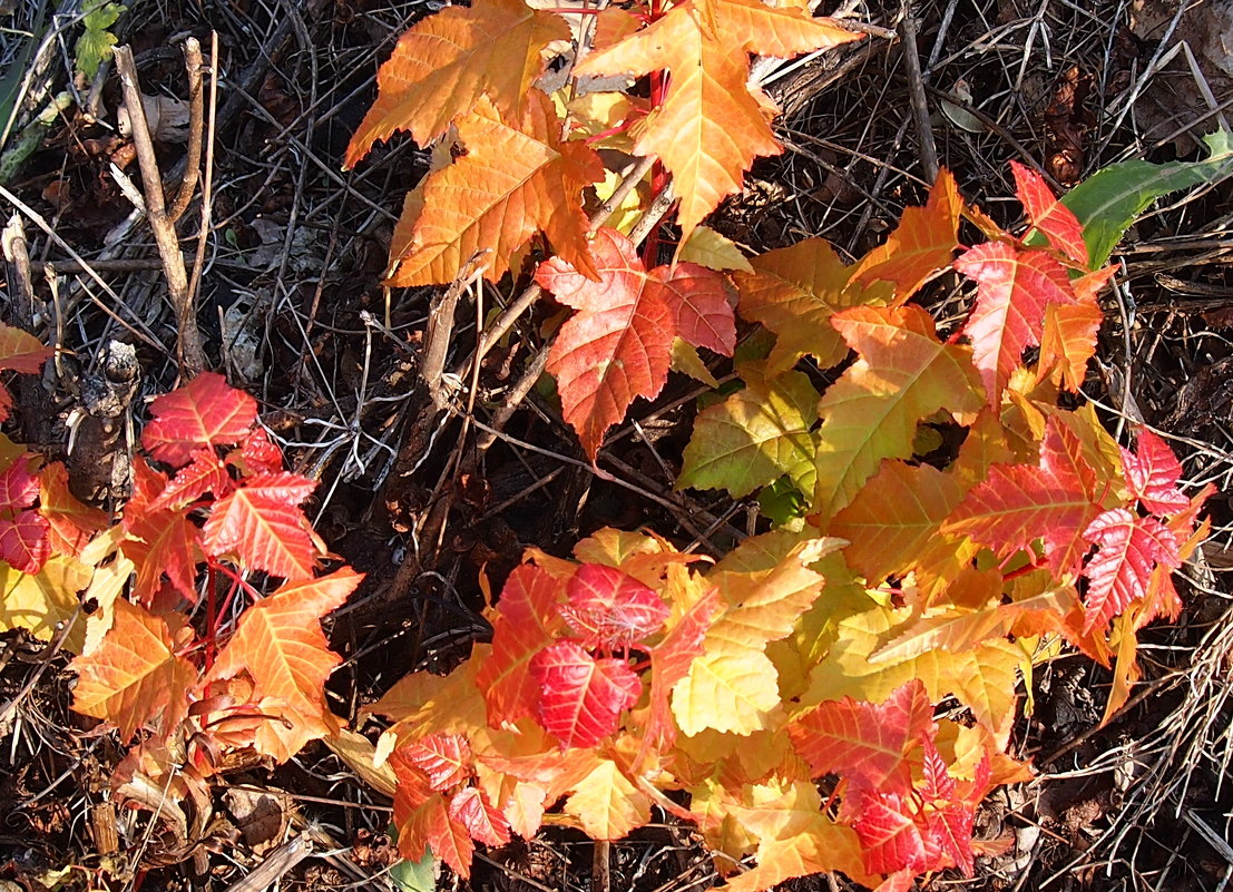 Осенние краски \\серия\\ - Николай Сапегин Осенние краски \\серия\\ - Николай Сапегин