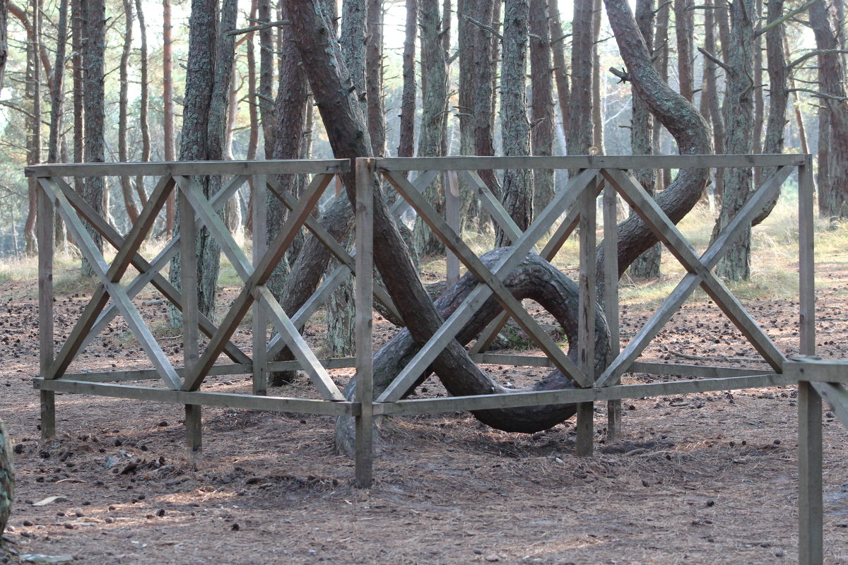 Куршская коса. - Дмитрий Иншин Куршская коса. - Дмитрий Иншин