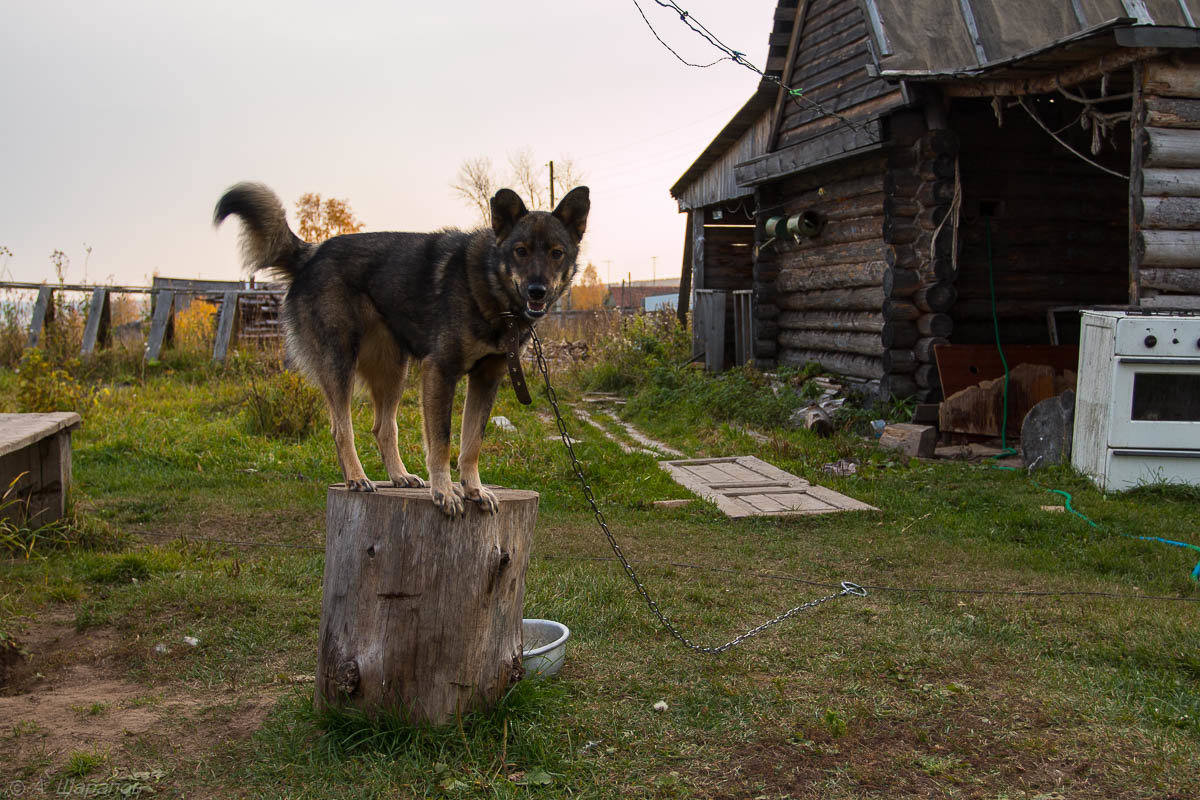 *** - Андрей Sh