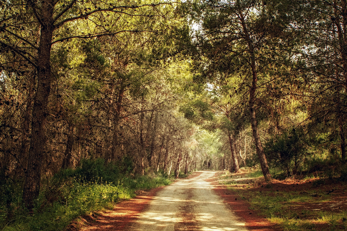 В лесу - Lidiya Dmitrieva