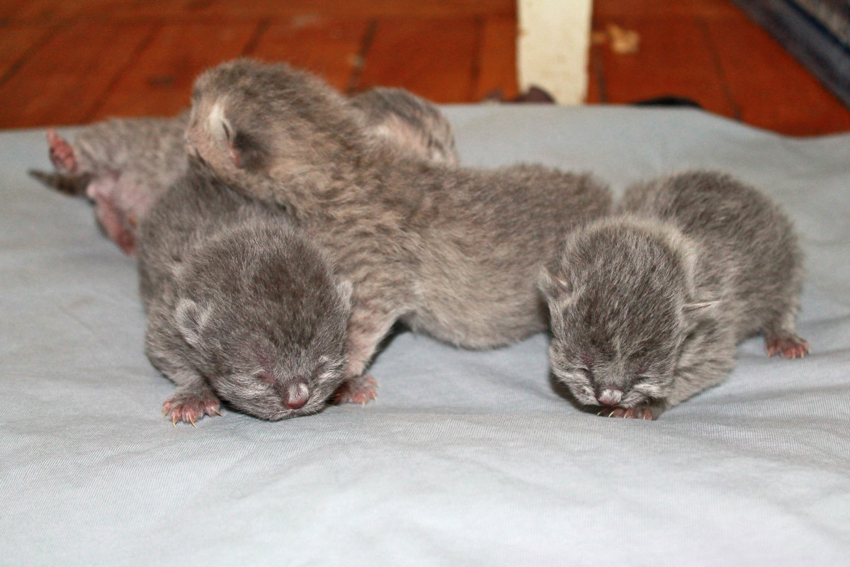 через 4 часа после рождения - Юлия Павличенко через 4 часа после рождения - Юлия Павличенко