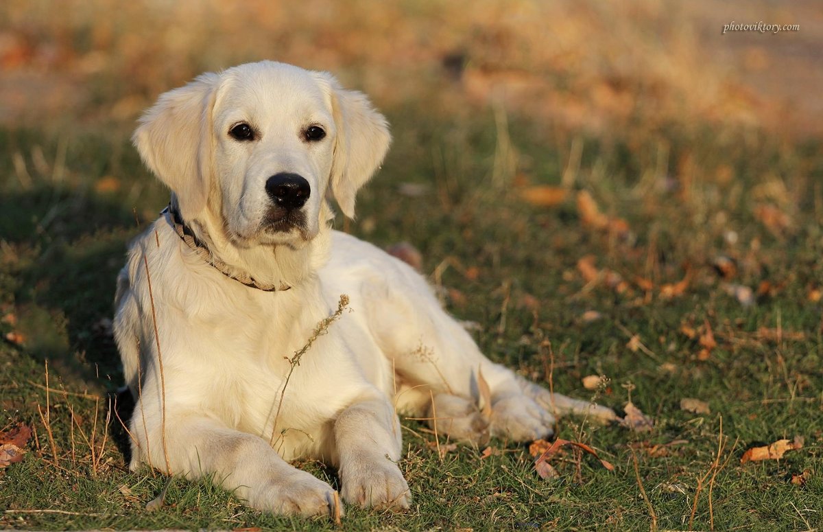 Маркус, милый щенок - Виктория Степанок