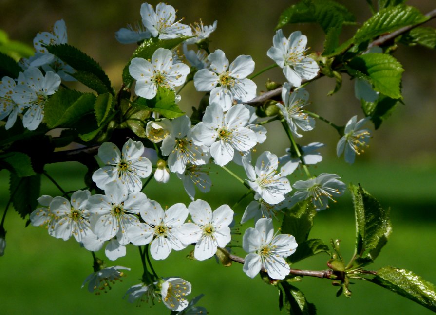 Весна - Spring - Андрей Миткевич