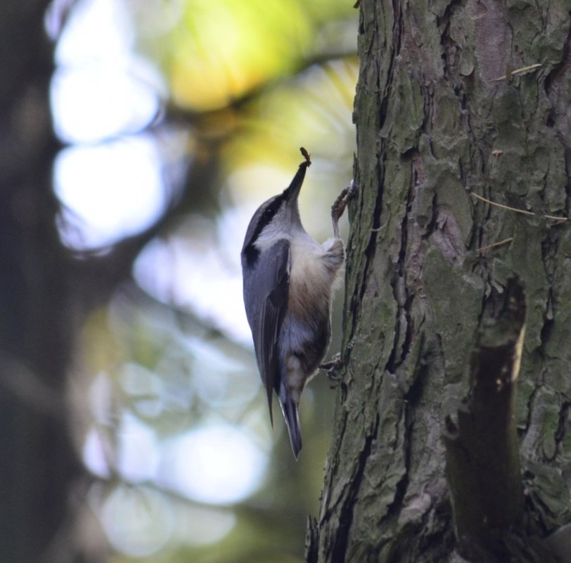 Поползень поймал себе покушать - Евгеша Живчик