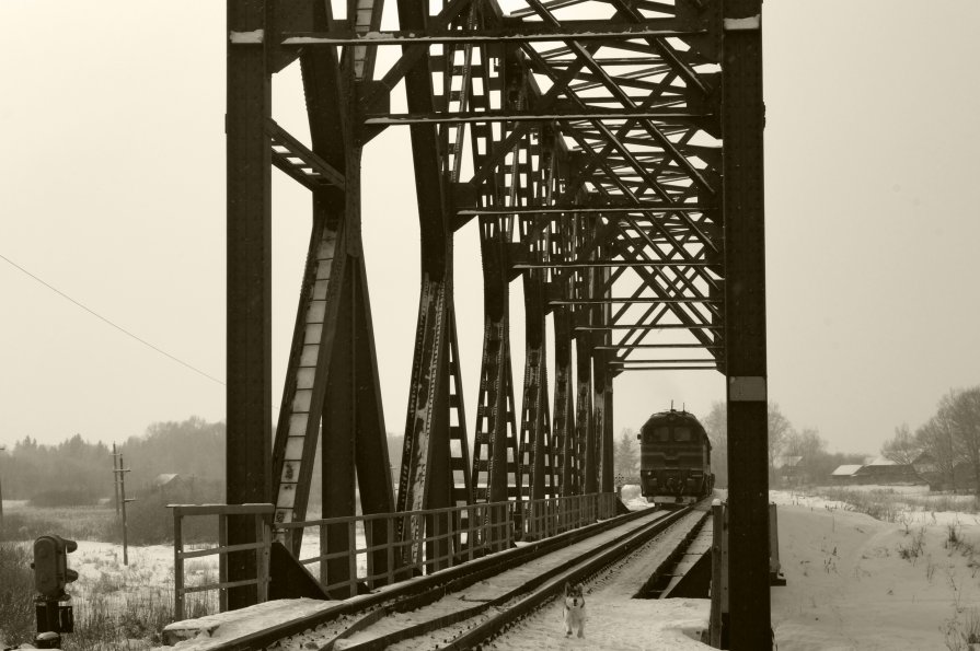 спасайся кто может - ольга кривашеева спасайся кто может - ольга кривашеева