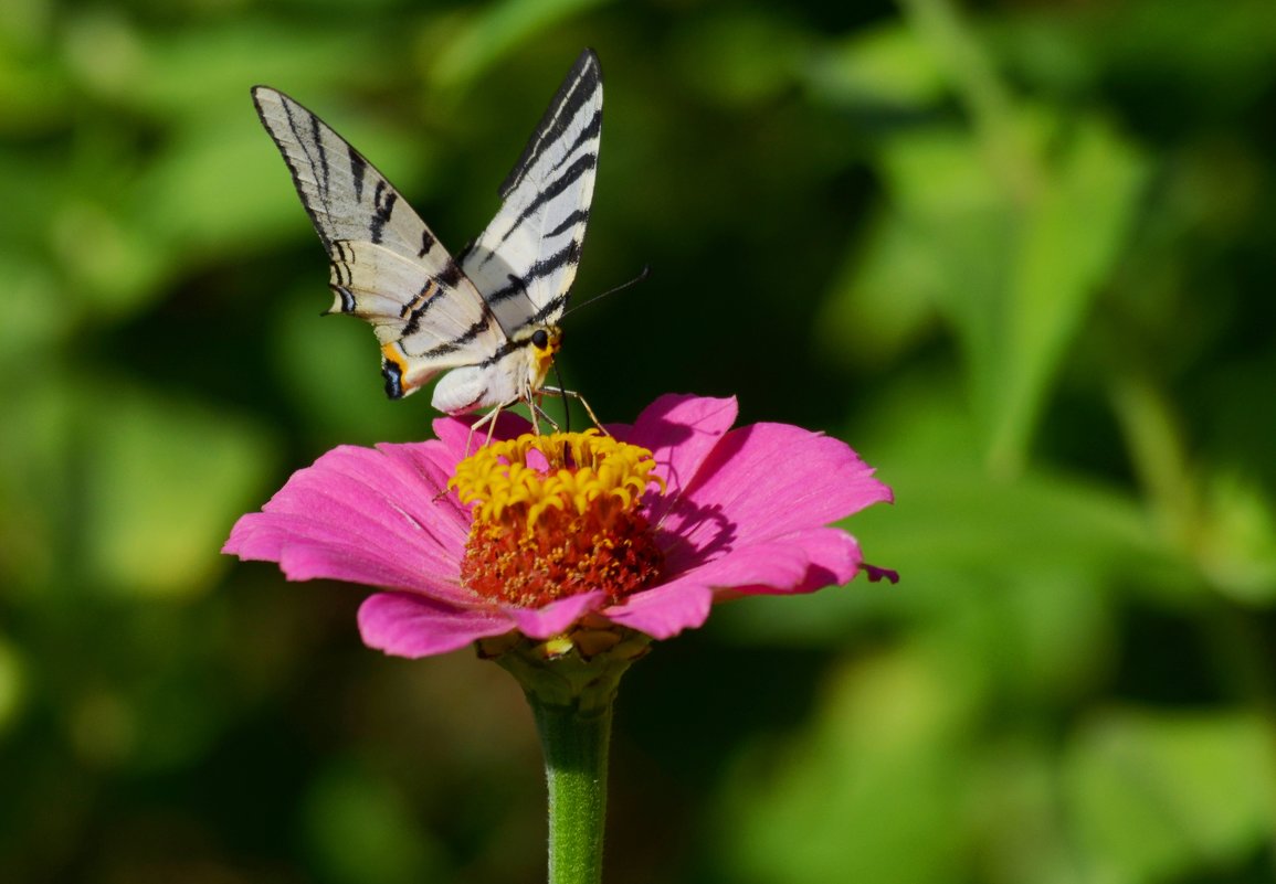 Любопытный взгляд - Елена 