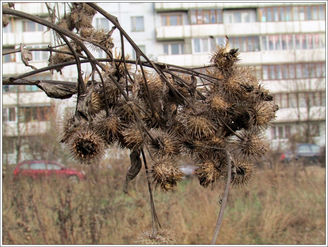 Репейник - Татьяна Осипова(Deni2048)