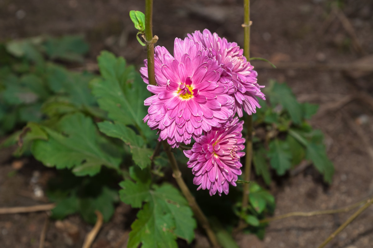 Хризантемы. - Пал Саныч