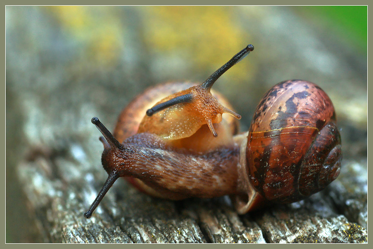 *** - Olenka *** - Olenka