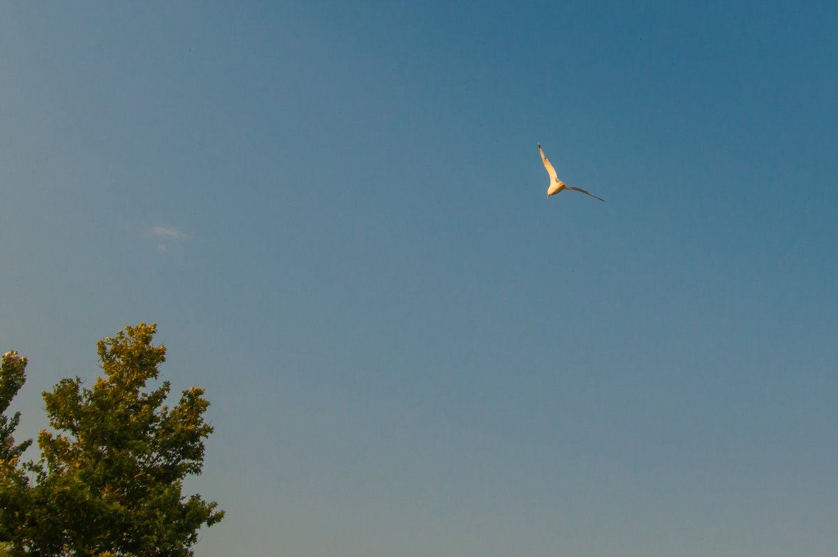 неба синь - Андрей Литвин