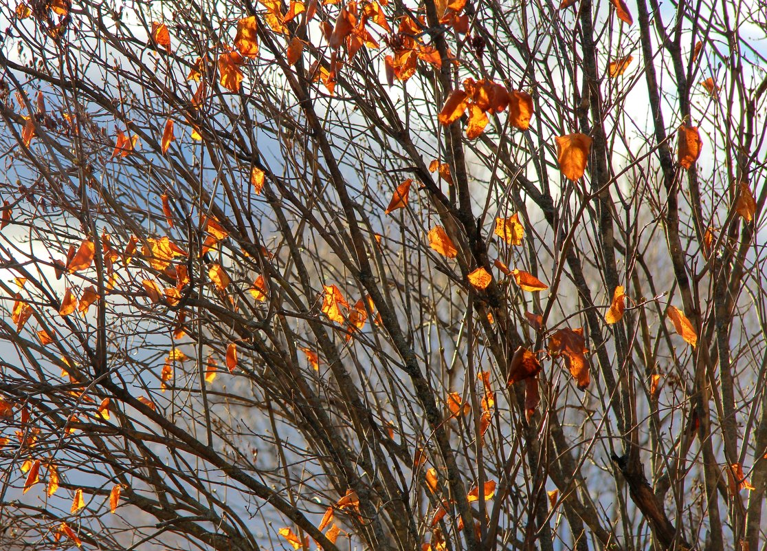 Золотые листики - Наталья Серегина