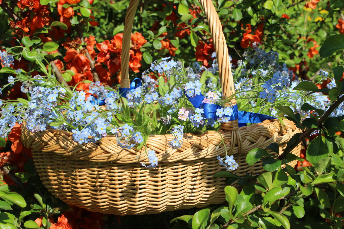 Незабудки - Mariya laimite