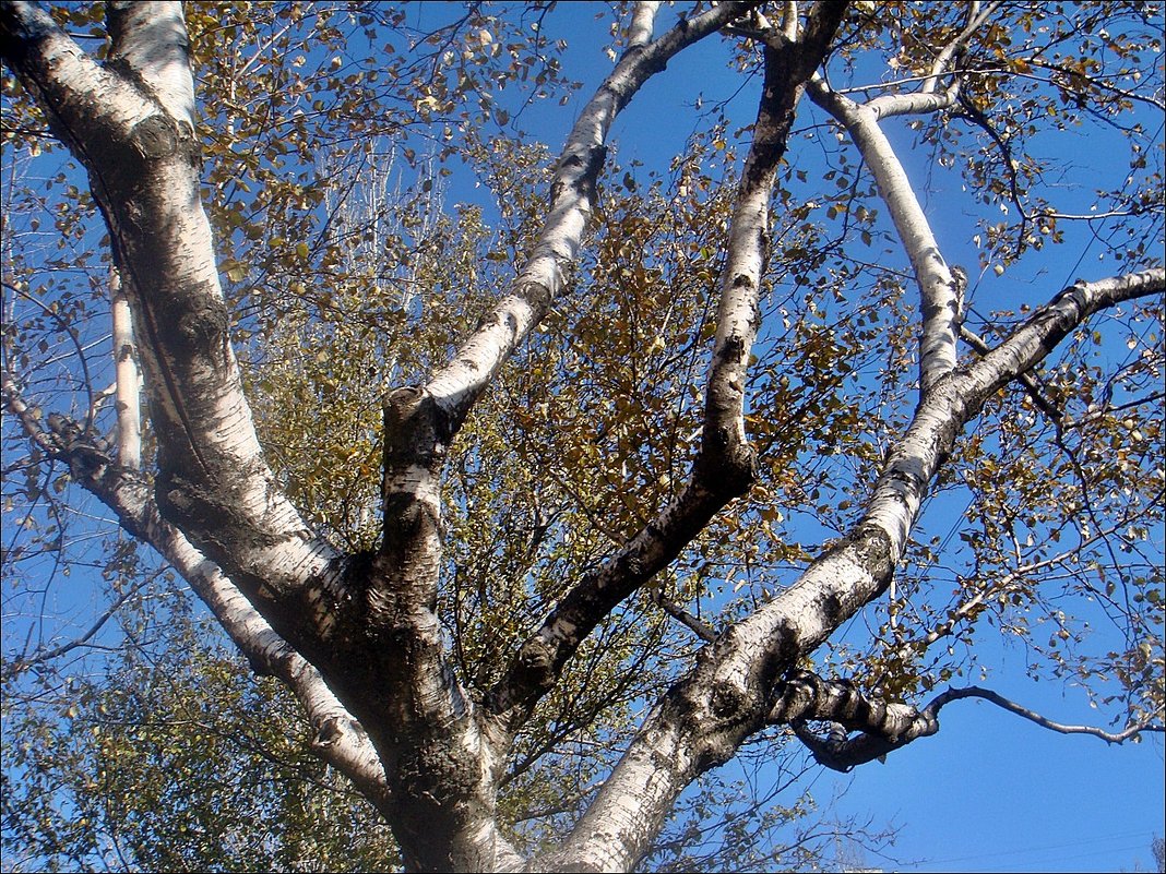 Осенний свет... - Нина Корешкова Осенний свет... - Нина Корешкова