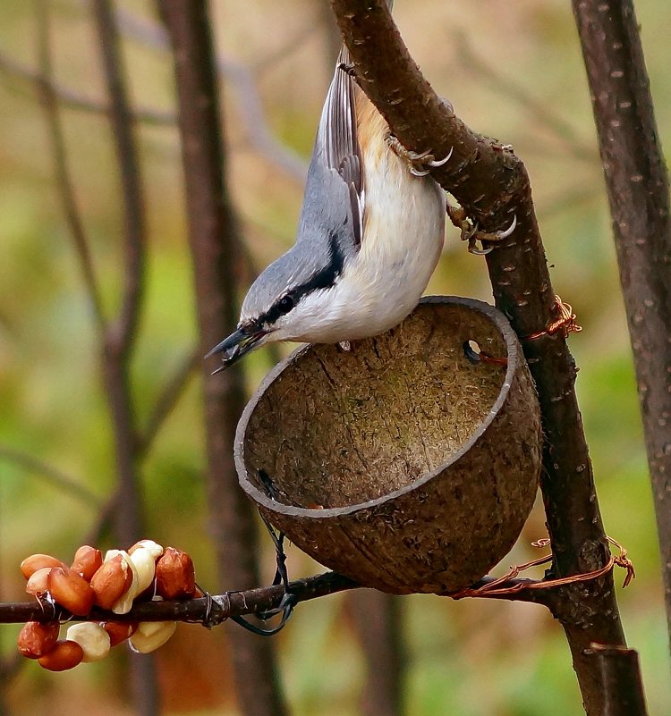 Поползень.Кокосовый рай!!! - bybyakovo Ми