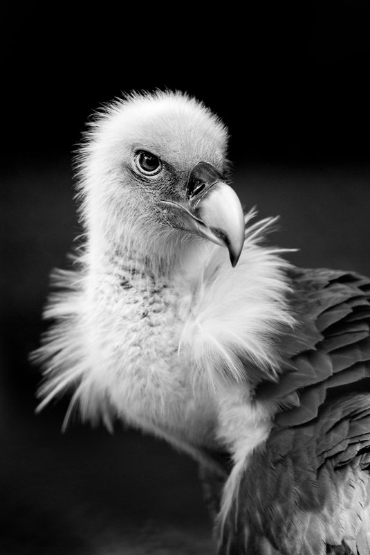 Директор - Vitaly Starodubtsev Директор - Vitaly Starodubtsev