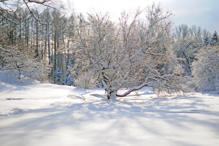 Еще одно золотое дерево - Arkady Kobtsev Еще одно золотое дерево - Arkady Kobtsev